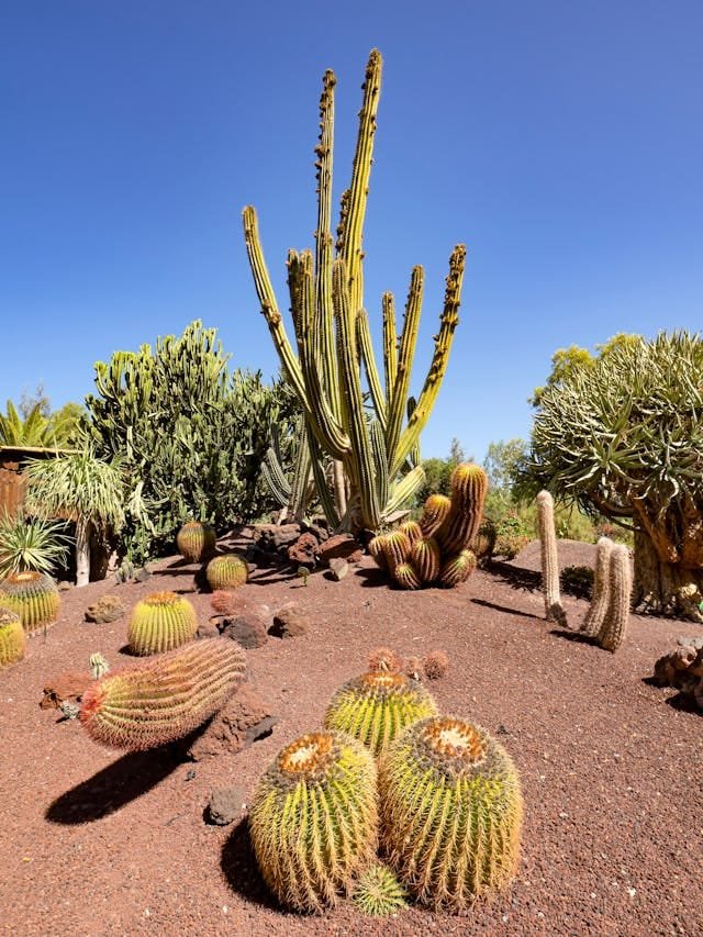 Blog - Desert Bloomers Image