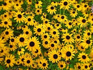 black-eyed-susan-2645253_640