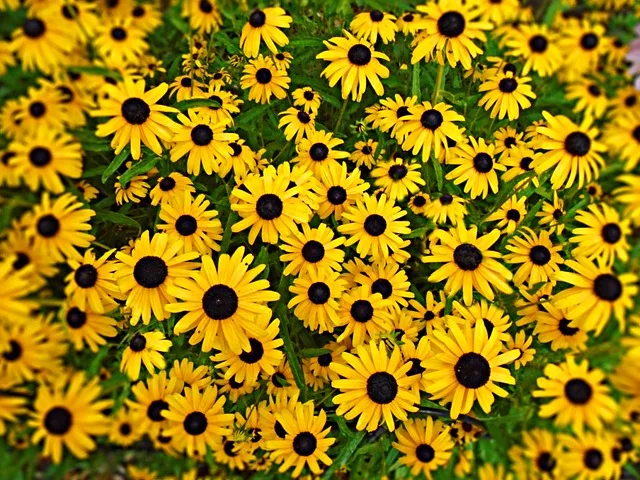 black-eyed-susan-2645253_640
